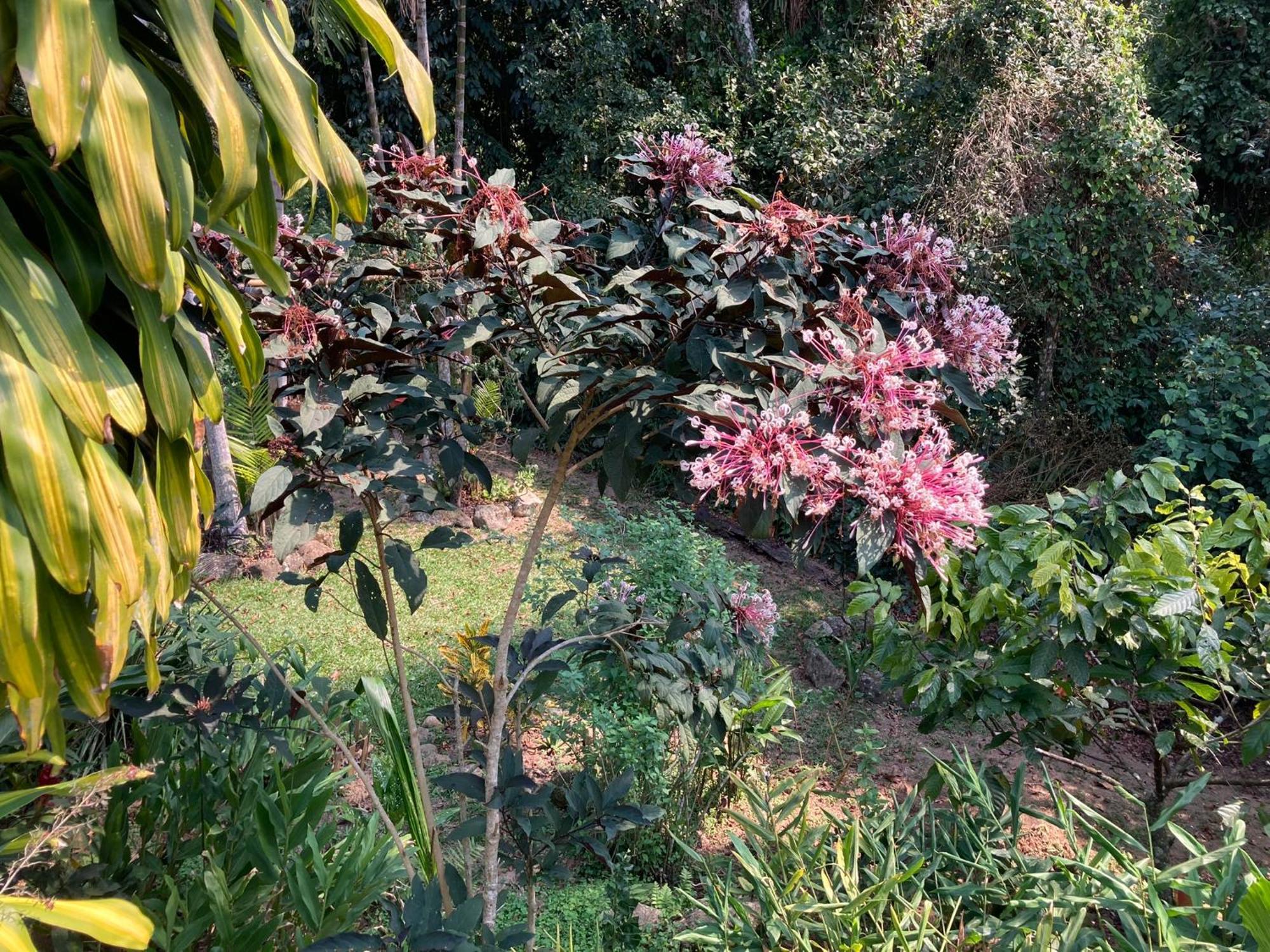 Casa Arariba - Ilha Grande - 일랴그란지 외부 사진